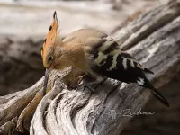 Hoppen en Neushoornvogels [Bucerotiformes]